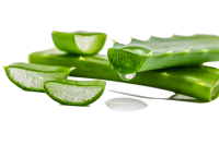 Aloe vera PNG