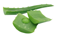 Aloe vera PNG