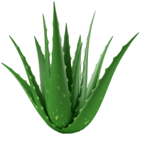 Aloe vera PNG
