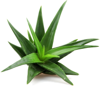 Aloe vera PNG