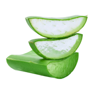 Aloe vera PNG
