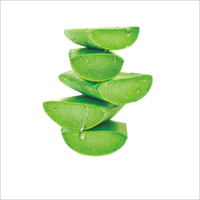 Aloe vera PNG