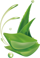 Aloe vera PNG