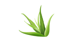 Aloe vera PNG