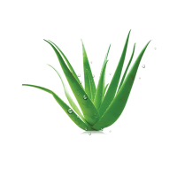 Aloe vera PNG