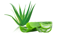 Aloe vera PNG