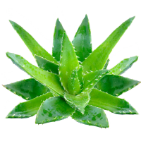 Aloe vera PNG