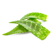Aloe vera PNG