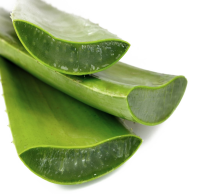 Aloe vera PNG