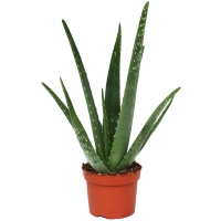 Aloe vera PNG