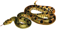 Anaconda PNG