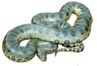 Anaconda PNG