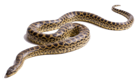 Anaconda PNG