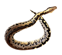 Anaconda PNG