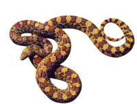 Anaconda PNG