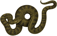 Anaconda PNG
