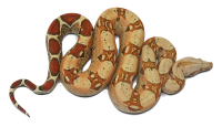 Anaconda PNG