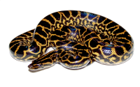 Anaconda PNG