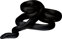Anaconda PNG