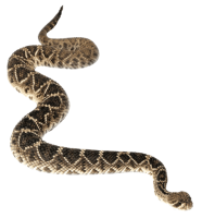 Anaconda PNG