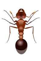 ant PNG
