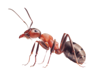 ant PNG