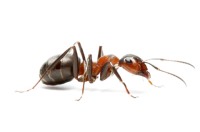 ant PNG