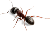 ant PNG