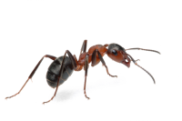 ant PNG