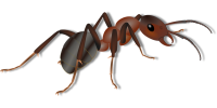 ant PNG