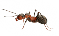 ant PNG