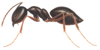 ant PNG