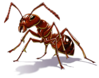 ant PNG