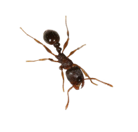 ant PNG
