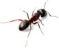 ant PNG