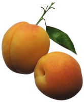 Apricots PNG