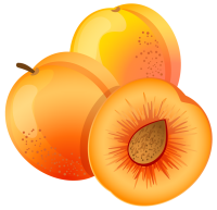 Apricots PNG picture