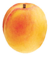 Apricot PNG