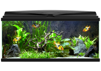 Aquarium PNG