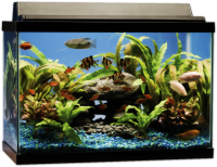 Aquarium PNG