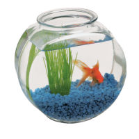 Aquarium PNG
