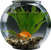 Aquarium PNG