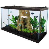 Aquarium PNG