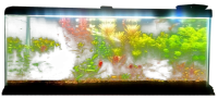 Aquarium PNG