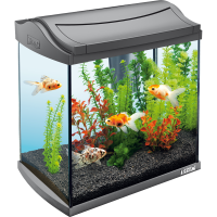 Aquarium PNG