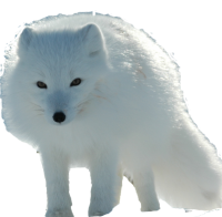 Arctic fox PNG