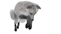 Arctic fox PNG
