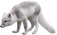 Arctic fox PNG