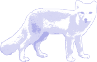 Arctic fox PNG