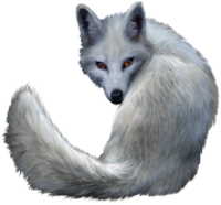Arctic fox PNG
